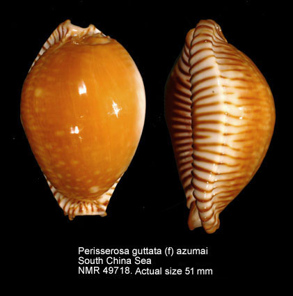 Perisserosa guttata (f) azumai.jpg - Perisserosa guttata (f) azumaiSchilder,1960
